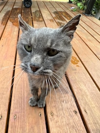 Mr. Jingles- 
we loved him!