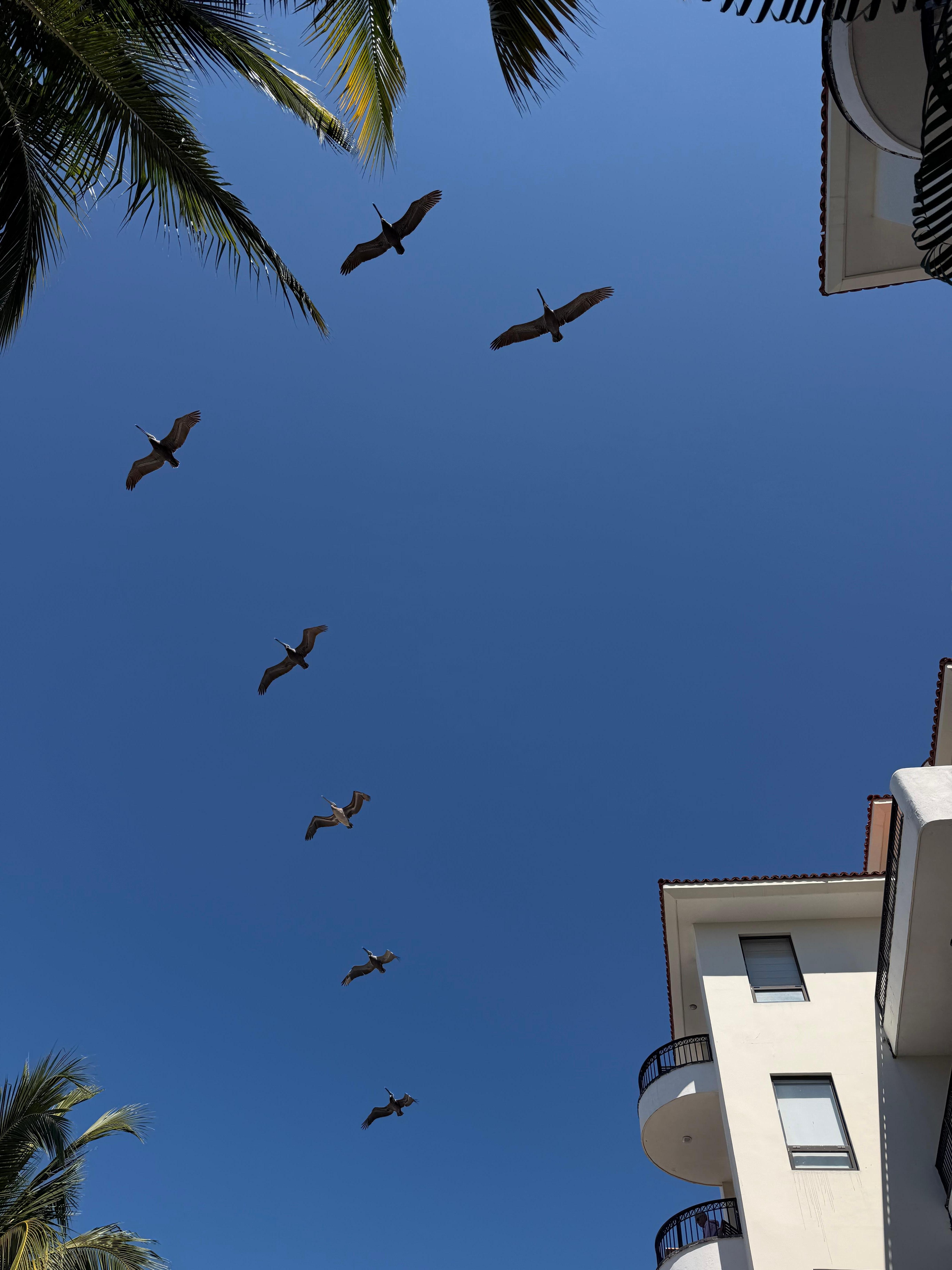 Pelicans flying over