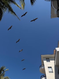 Pelicans flying over
