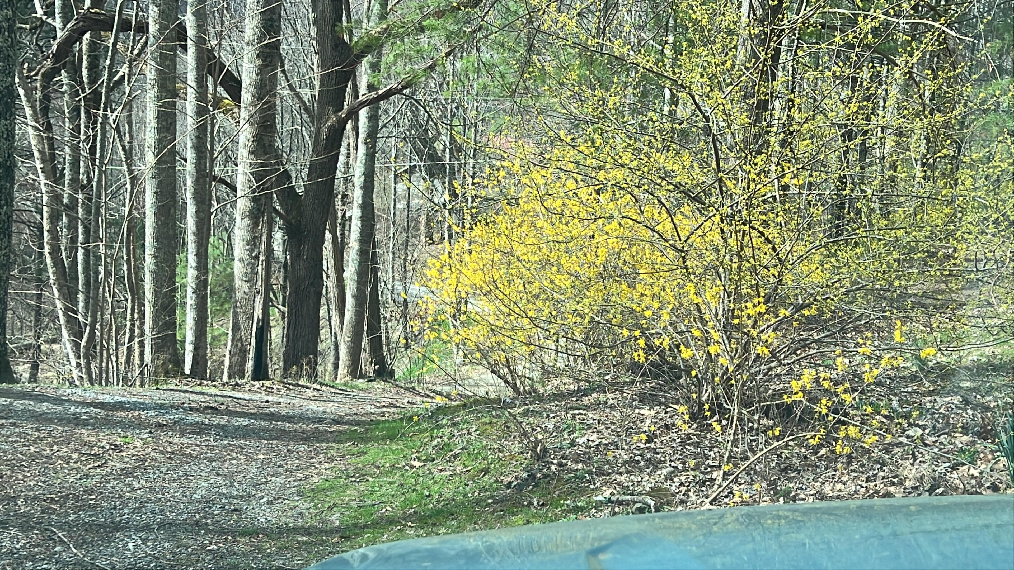 Lovely walk down the drive.