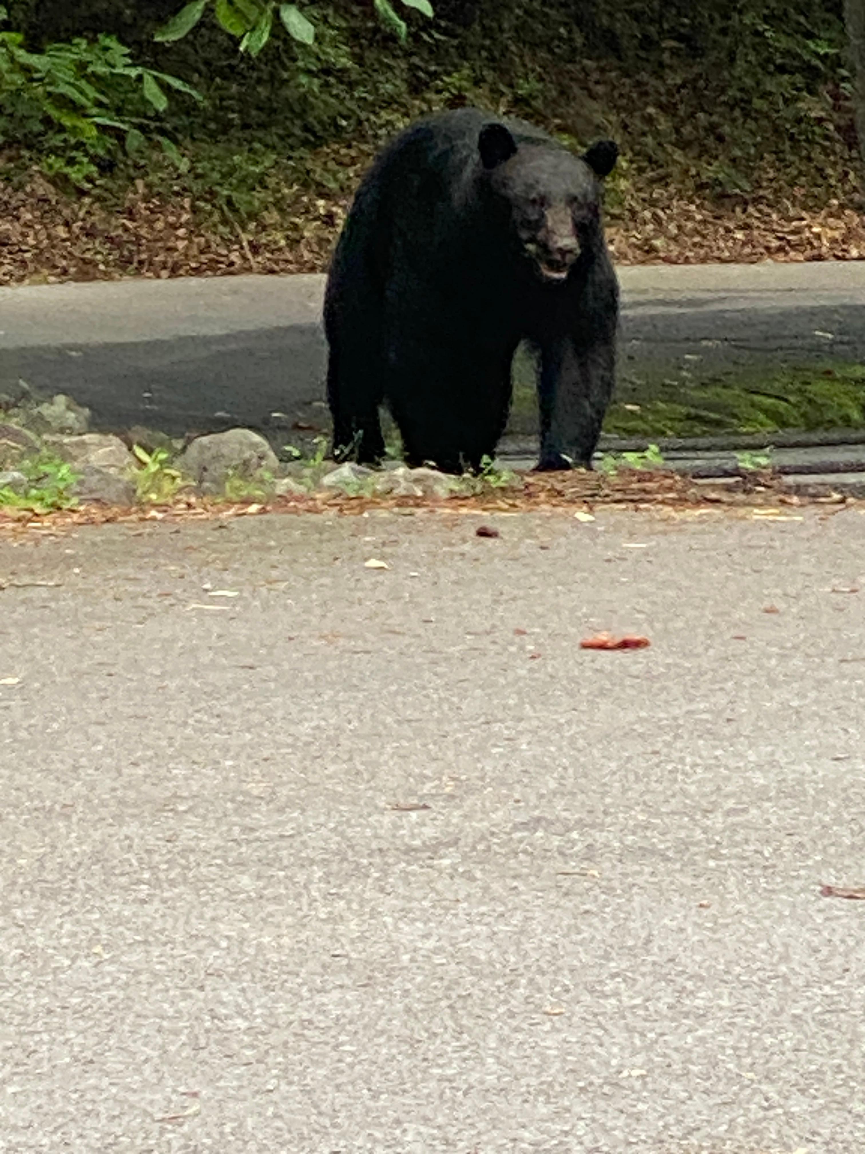 Big bear coming up the road