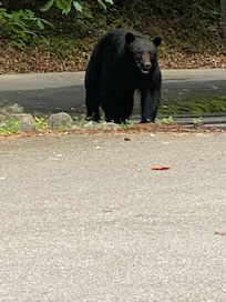 Big bear coming up the road