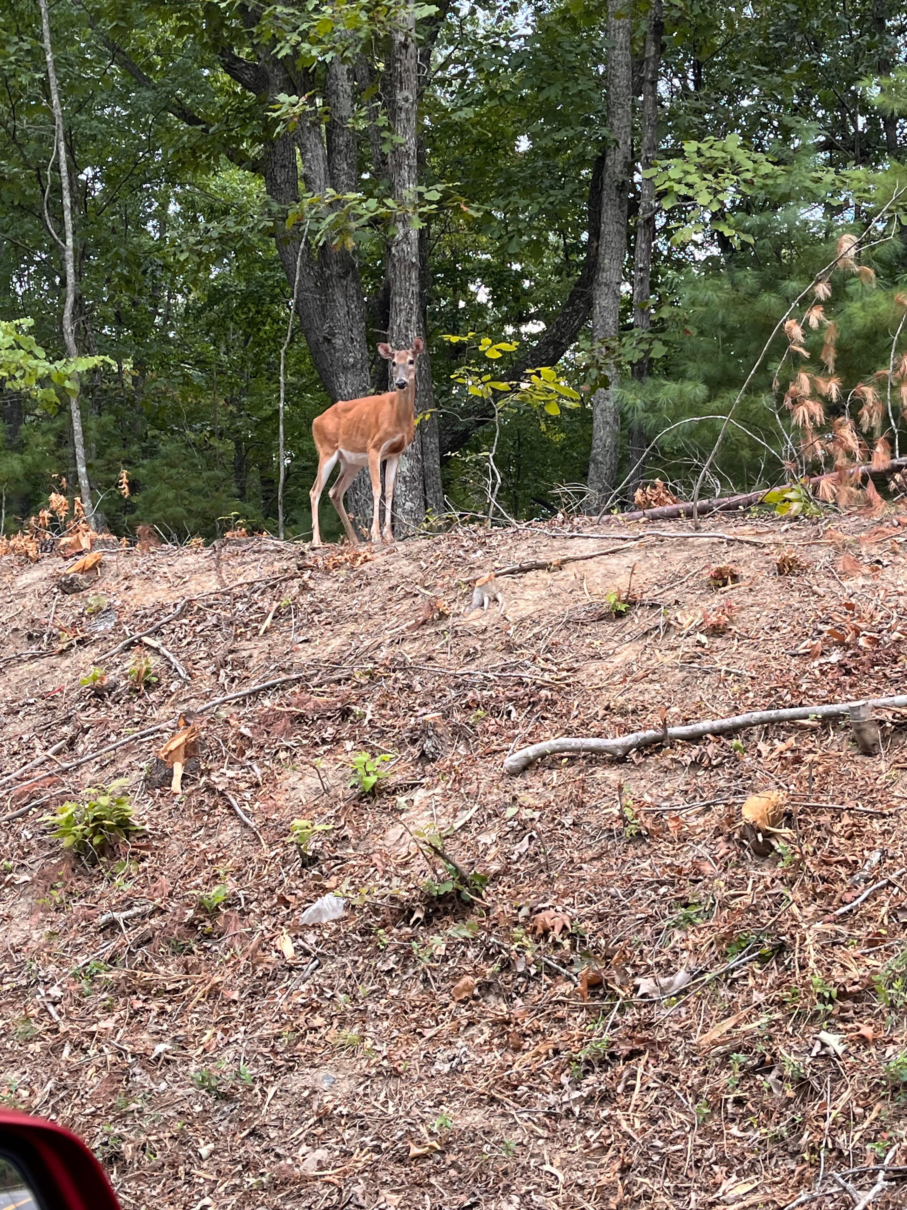 We saw around a dozen deer in the park in 2 days. 