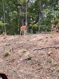 We saw around a dozen deer in the park in 2 days.