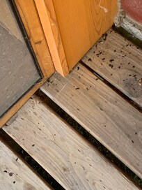 Mouse droppings