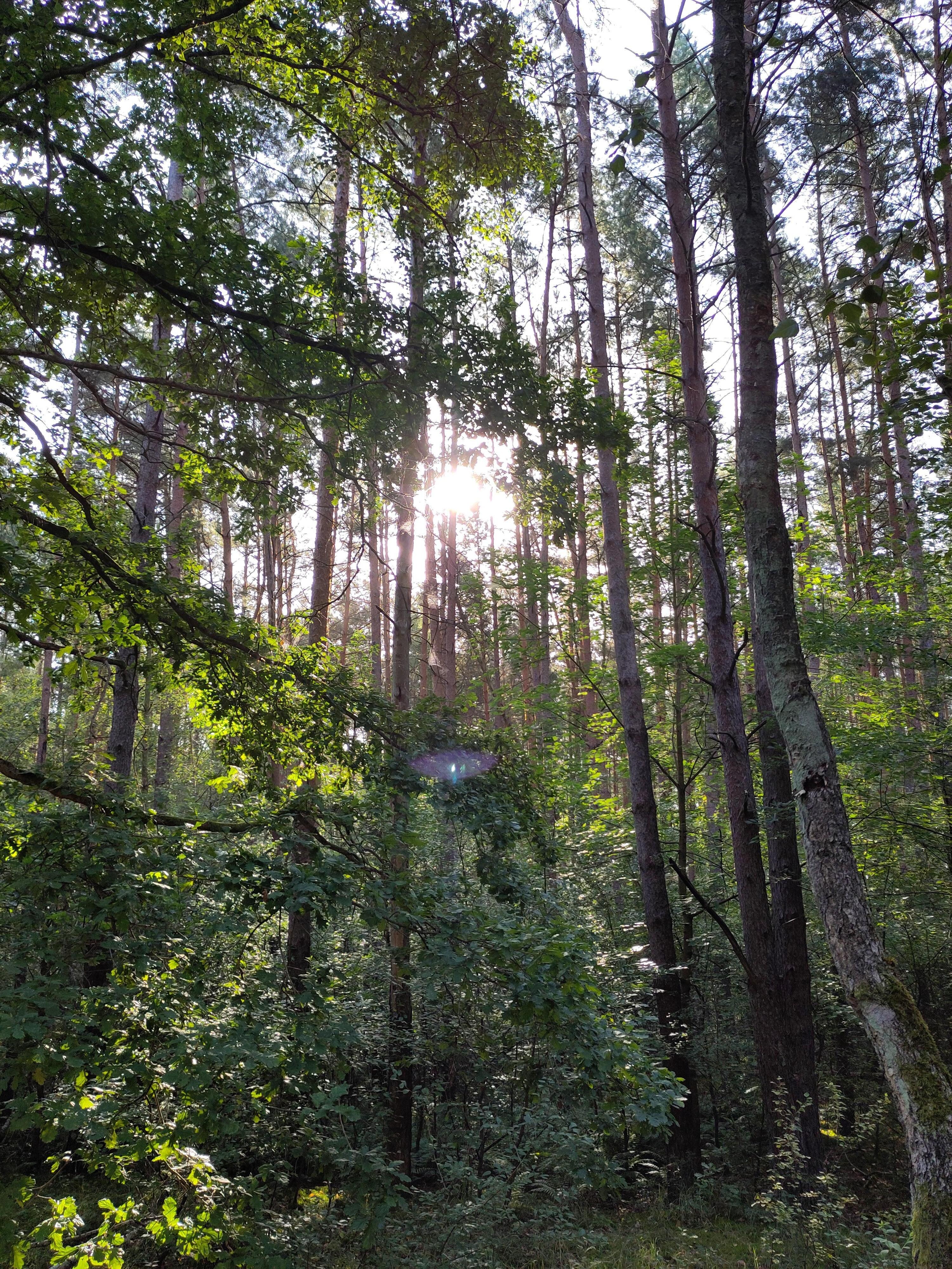 Im Wald wo der Fahrradwege lang geht.
