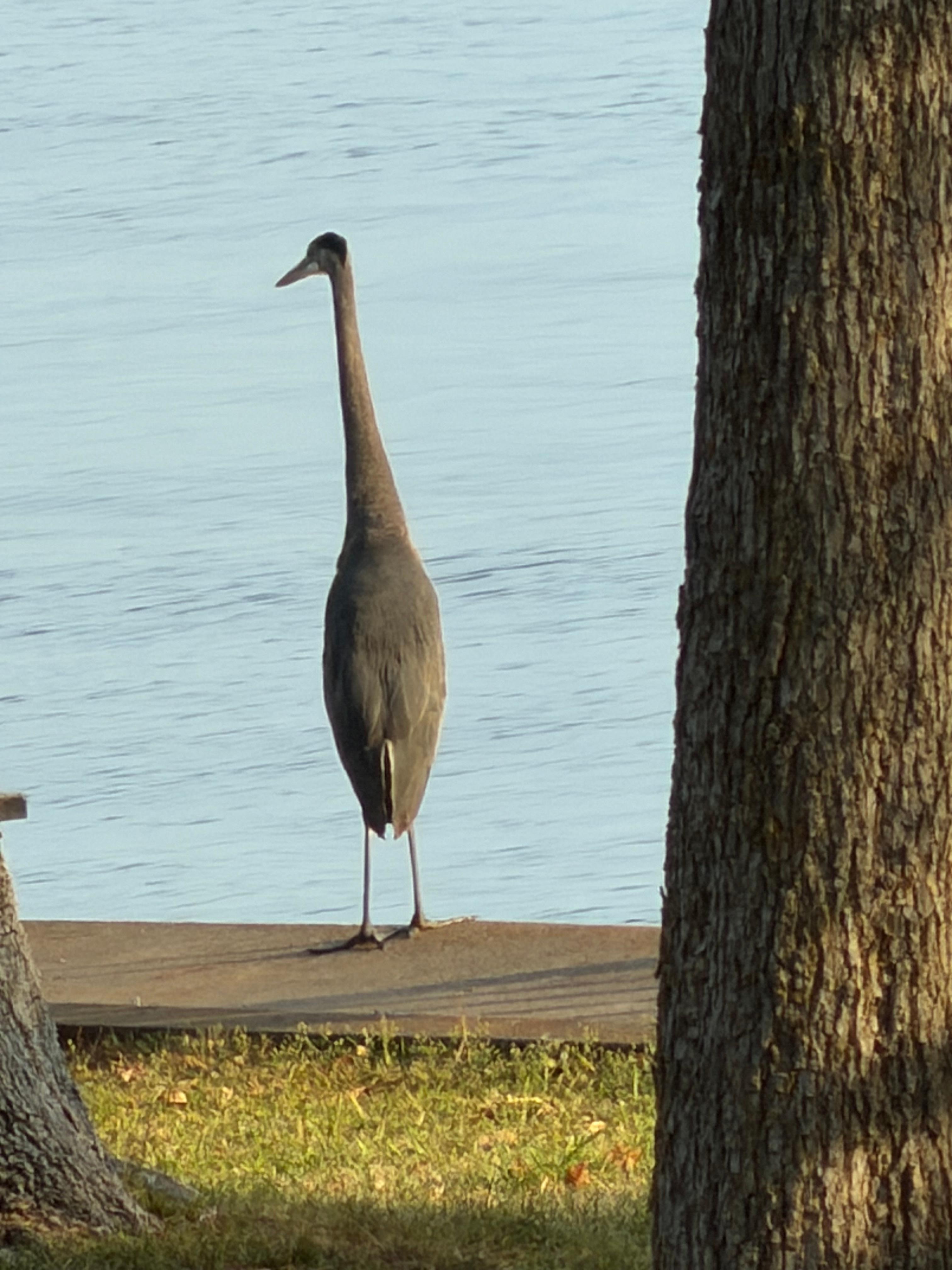 A visitor we had one morning. Picture taken from Master Bedroom. 