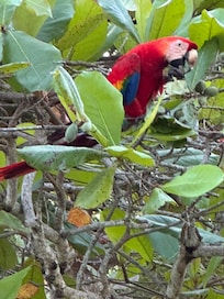 Macaws literally in the almond trees next to patio.