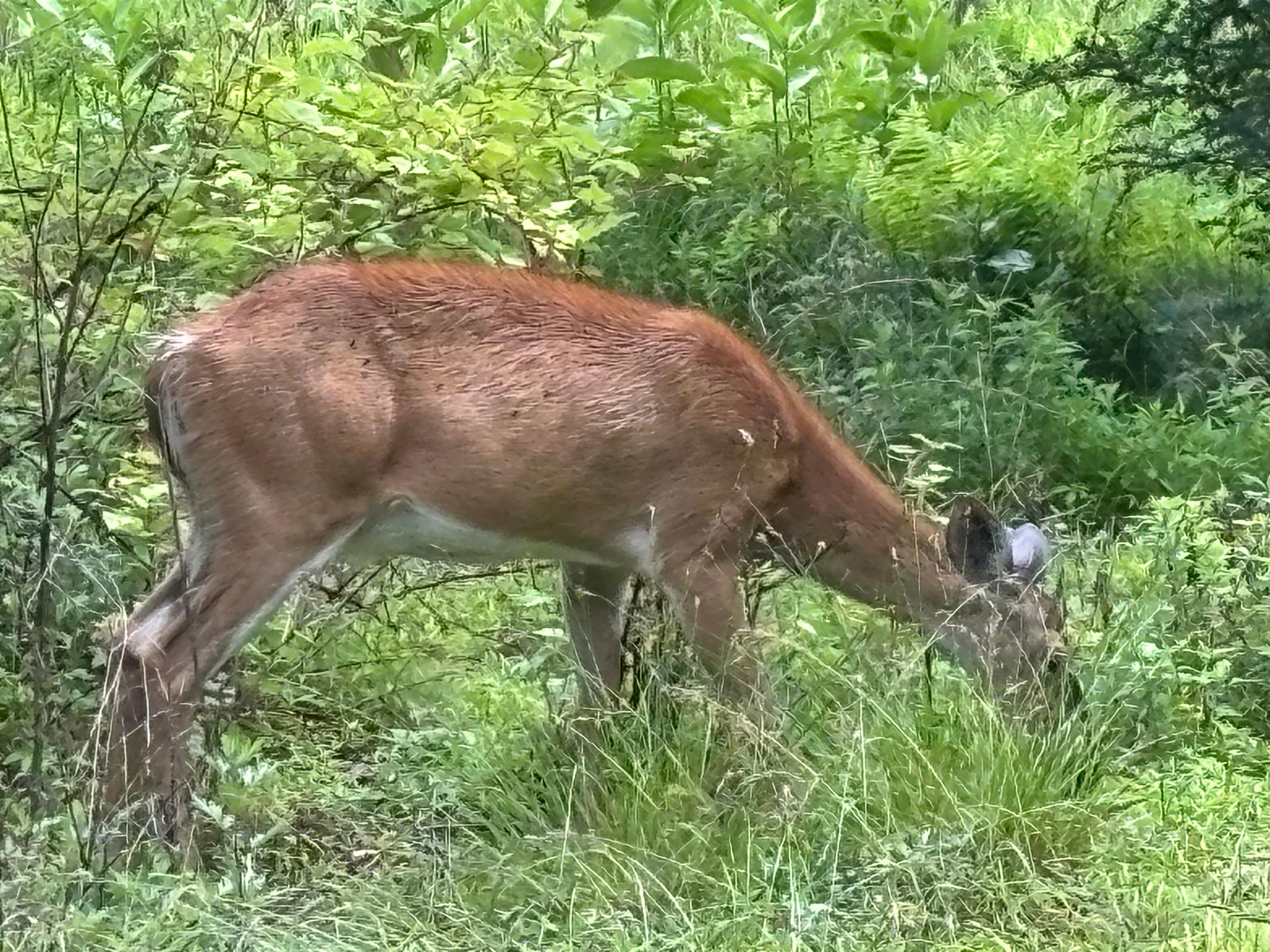 What I saw from the kitchen window !