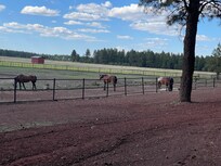 These guys love apples