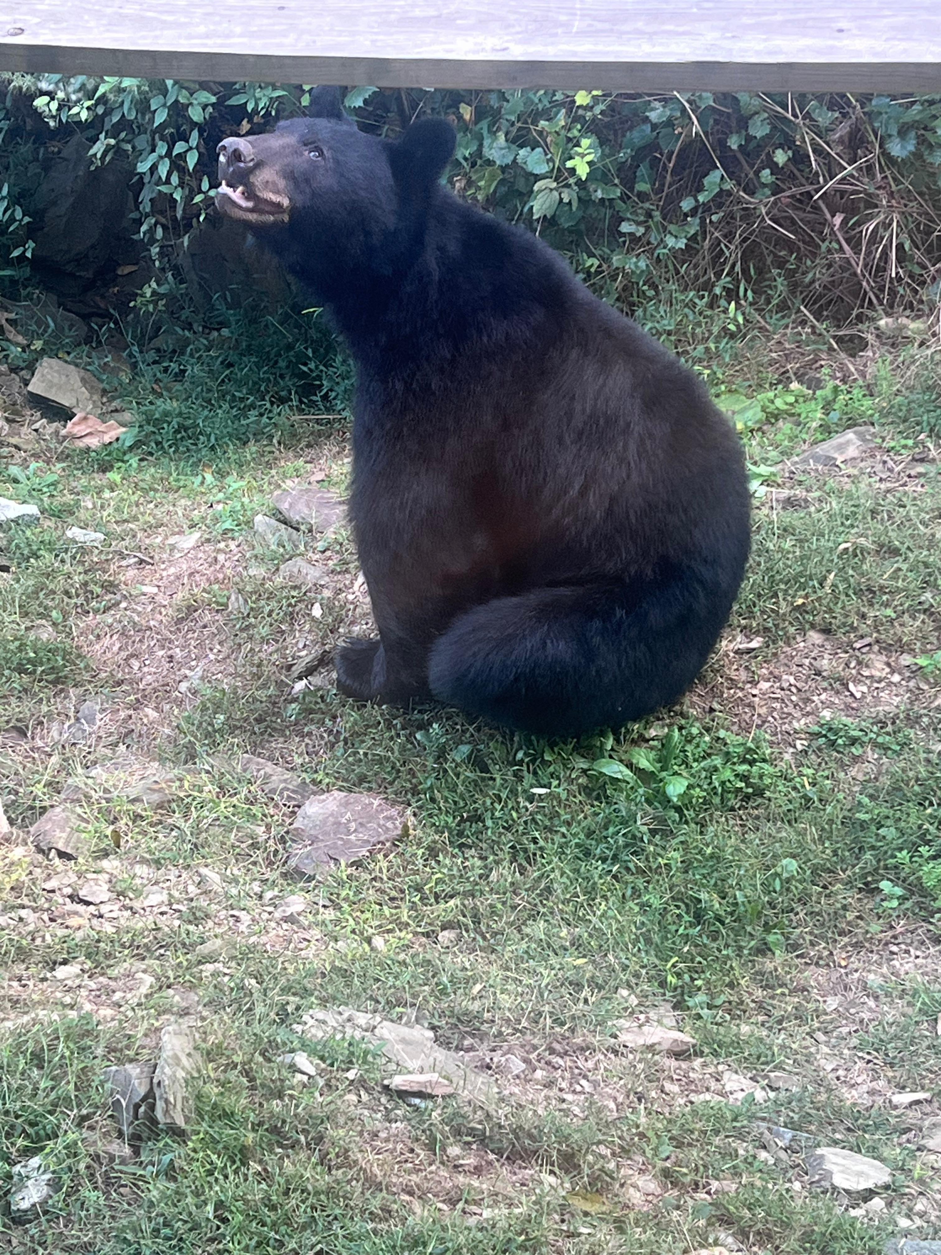 One of two bears we saw. This one was huge.