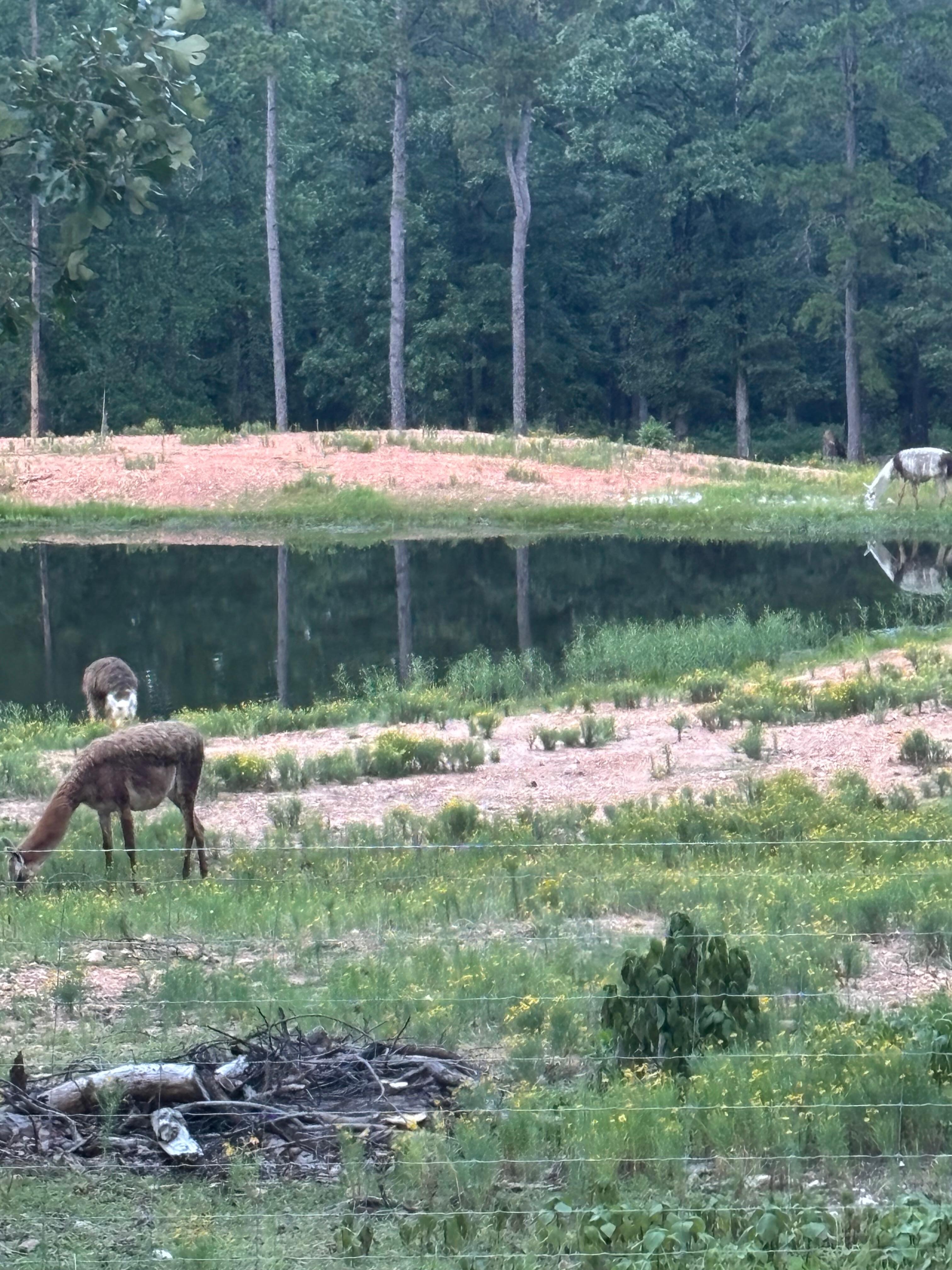 Watching animals