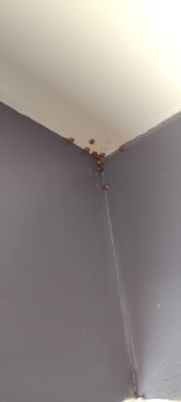 Ladybug infestation