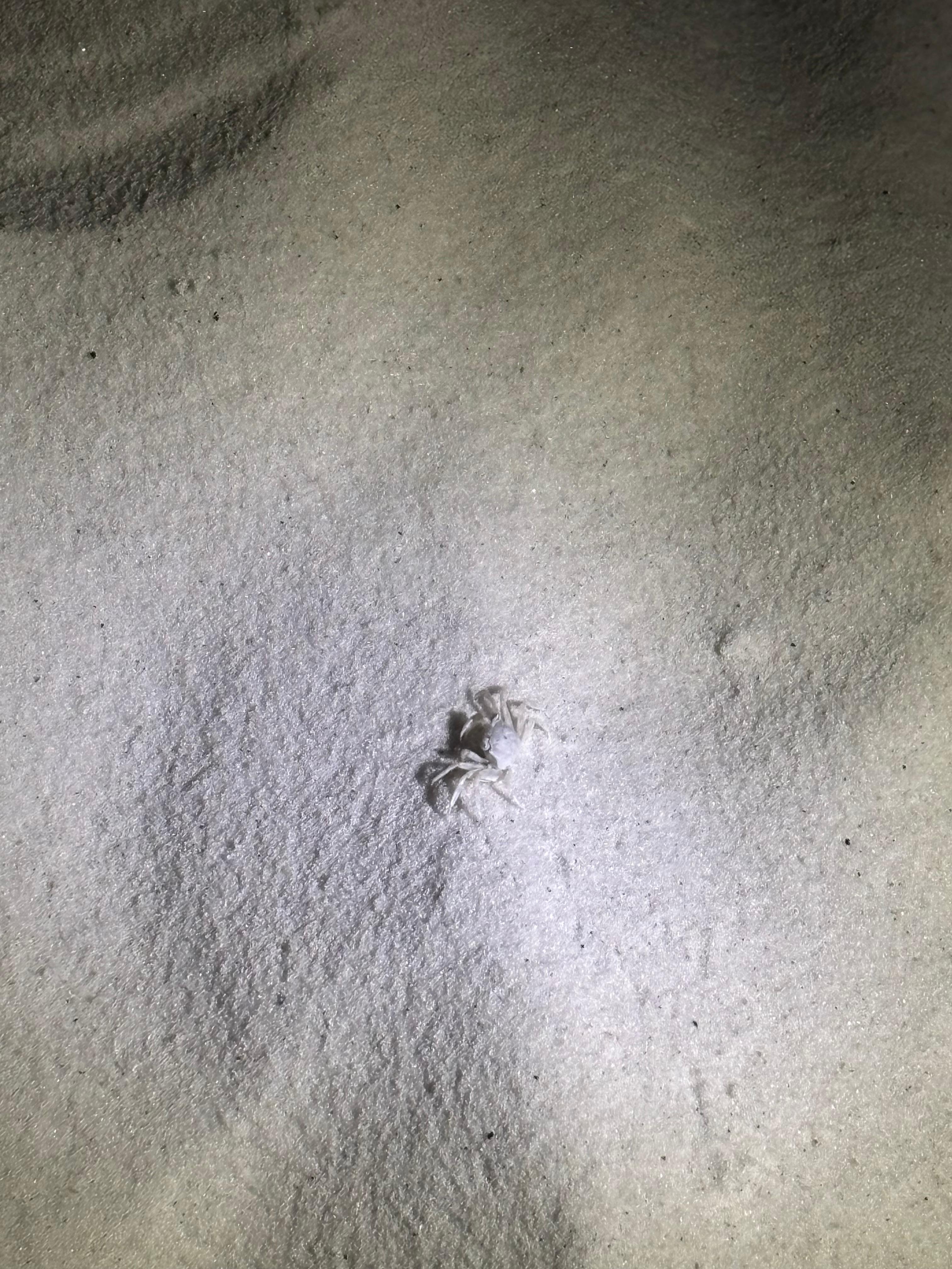 Ghost crabs on the beach at night