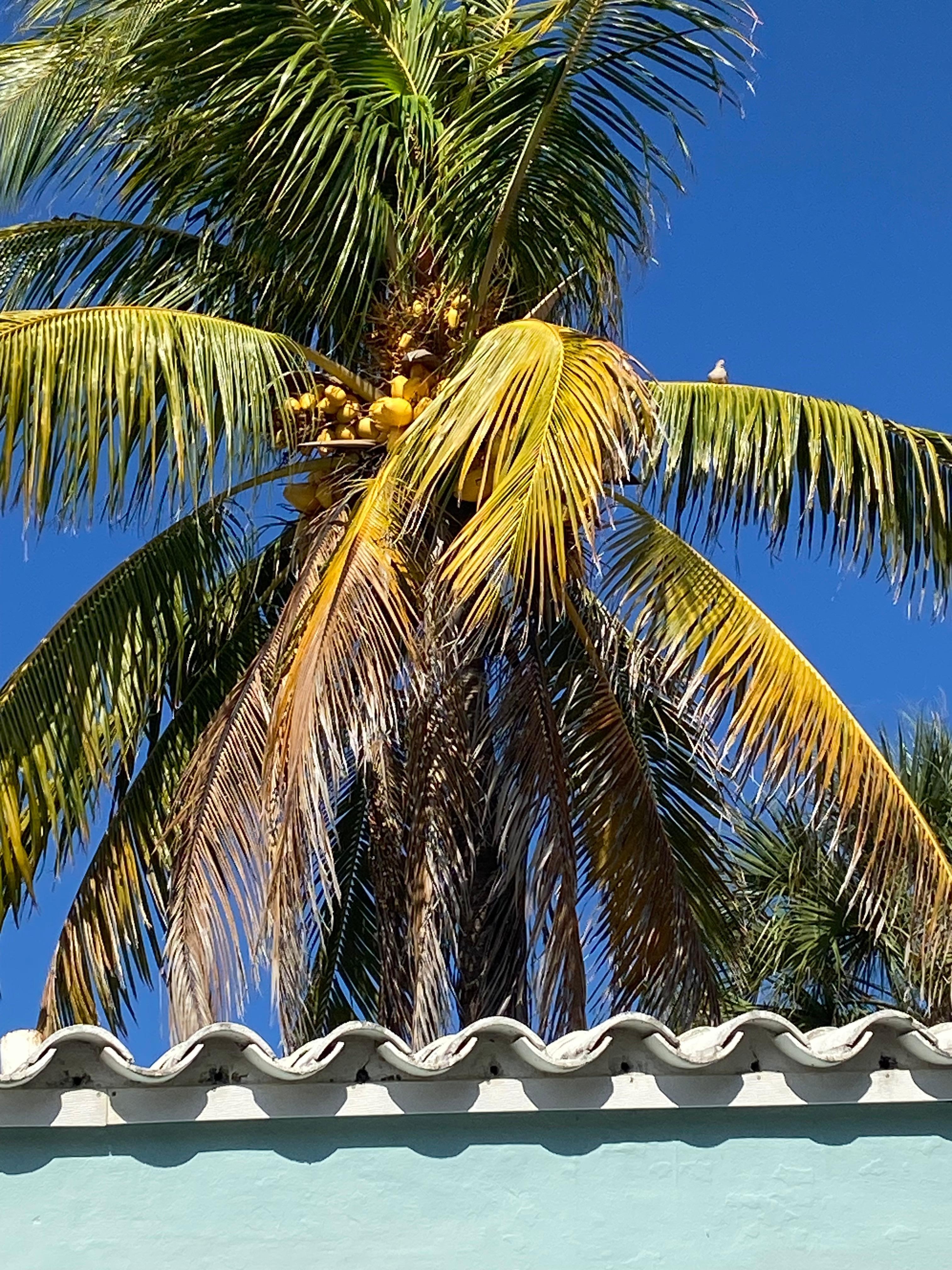 Loved watching this palm tree sway in the breeze over the roof!!