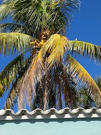 Loved watching this palm tree sway in the breeze over the roof!!