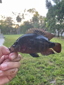 Fish caught in the creek. When u visit say hi to Rocky my squirrel who came to visit every morning at 8am!