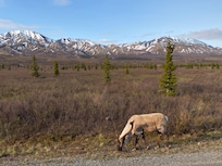 From the East Forks Transit Bus in Denali National Park.