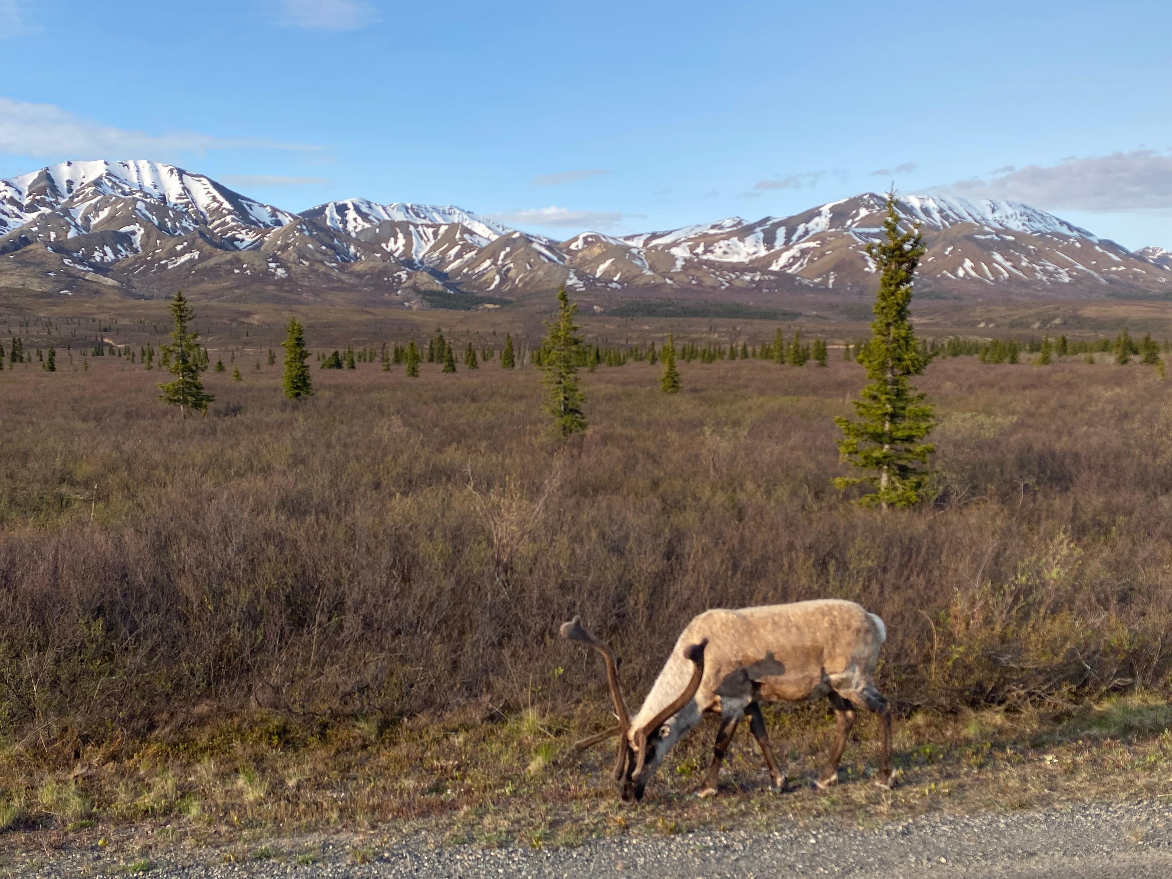 From the East Forks Transit Bus in Denali National Park.