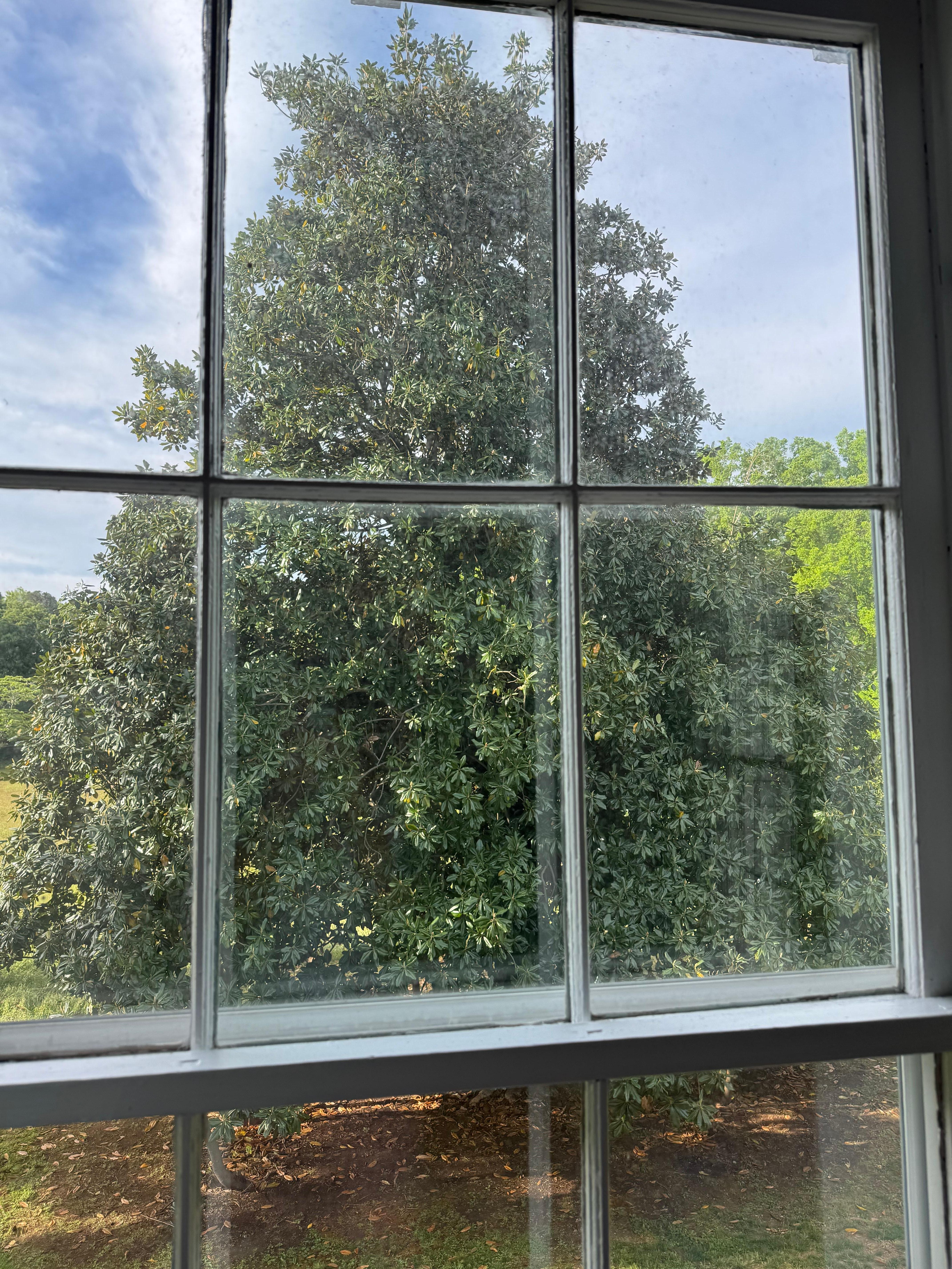 Giant magnolia on the southside yard 100s of years old!