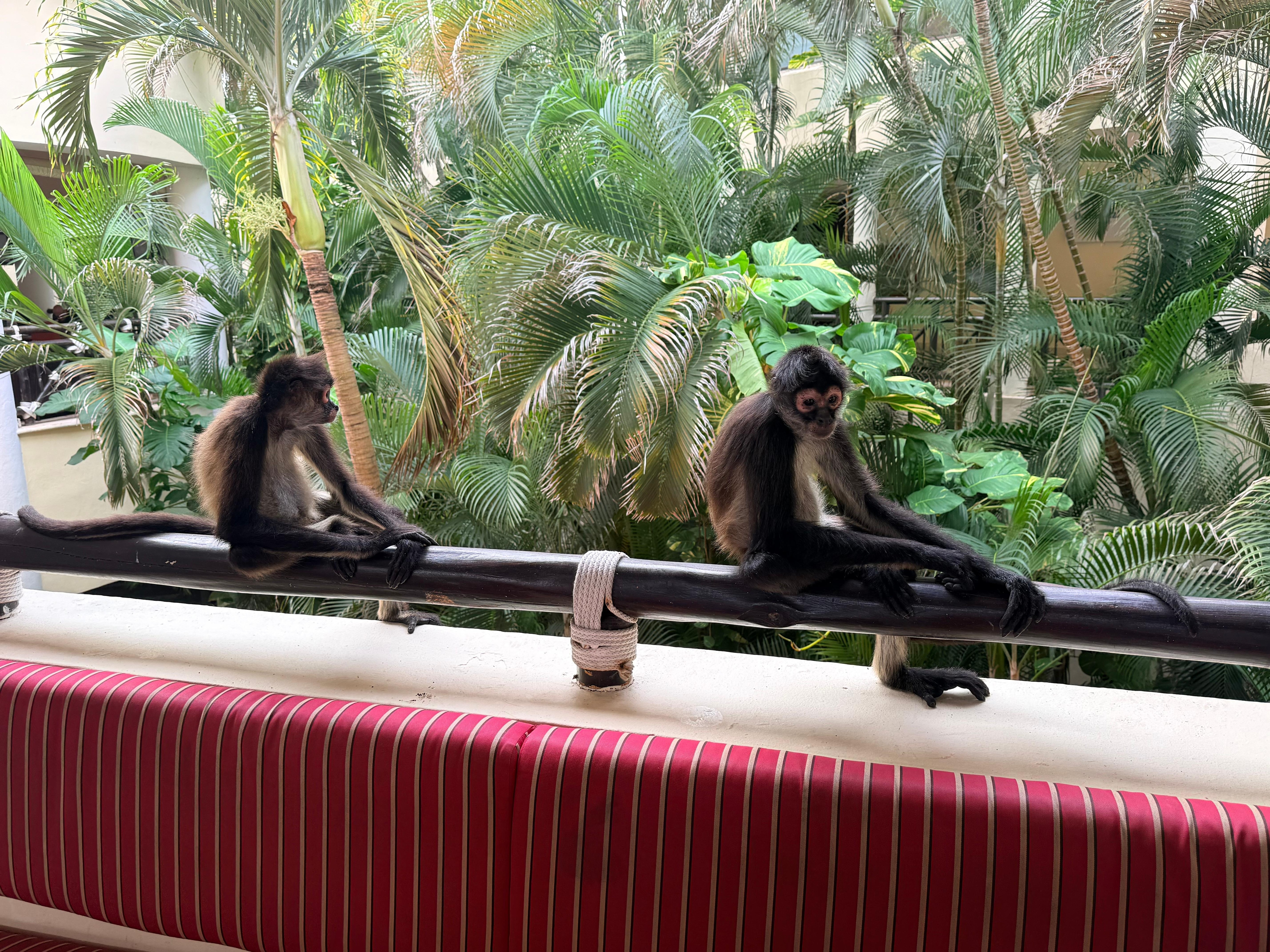 Monkeys in the arrival lobby