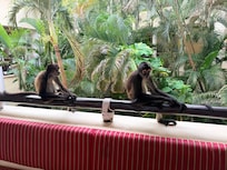 Monkeys in the arrival lobby