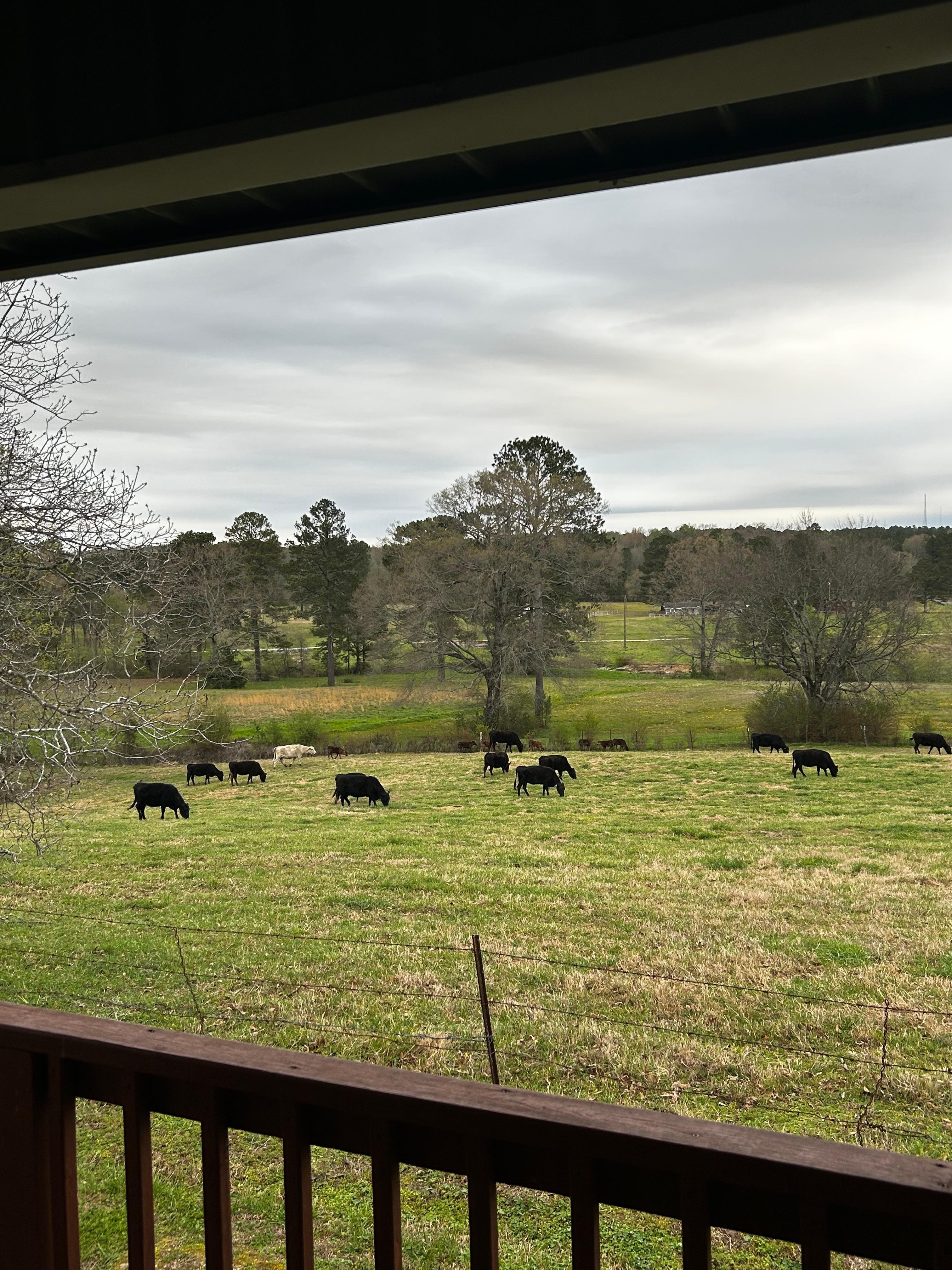 Cow friends came to visit 