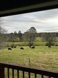 Cow friends came to visit