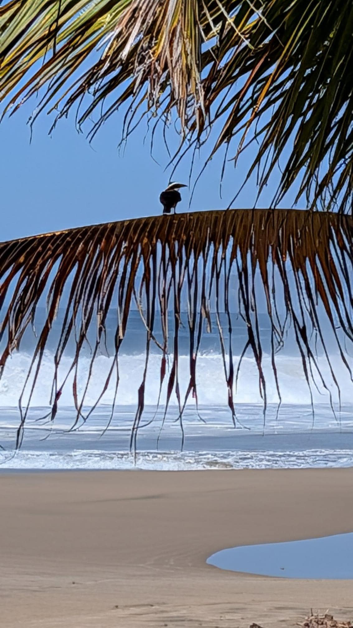 This palm is at the end of the property and a place the bird love