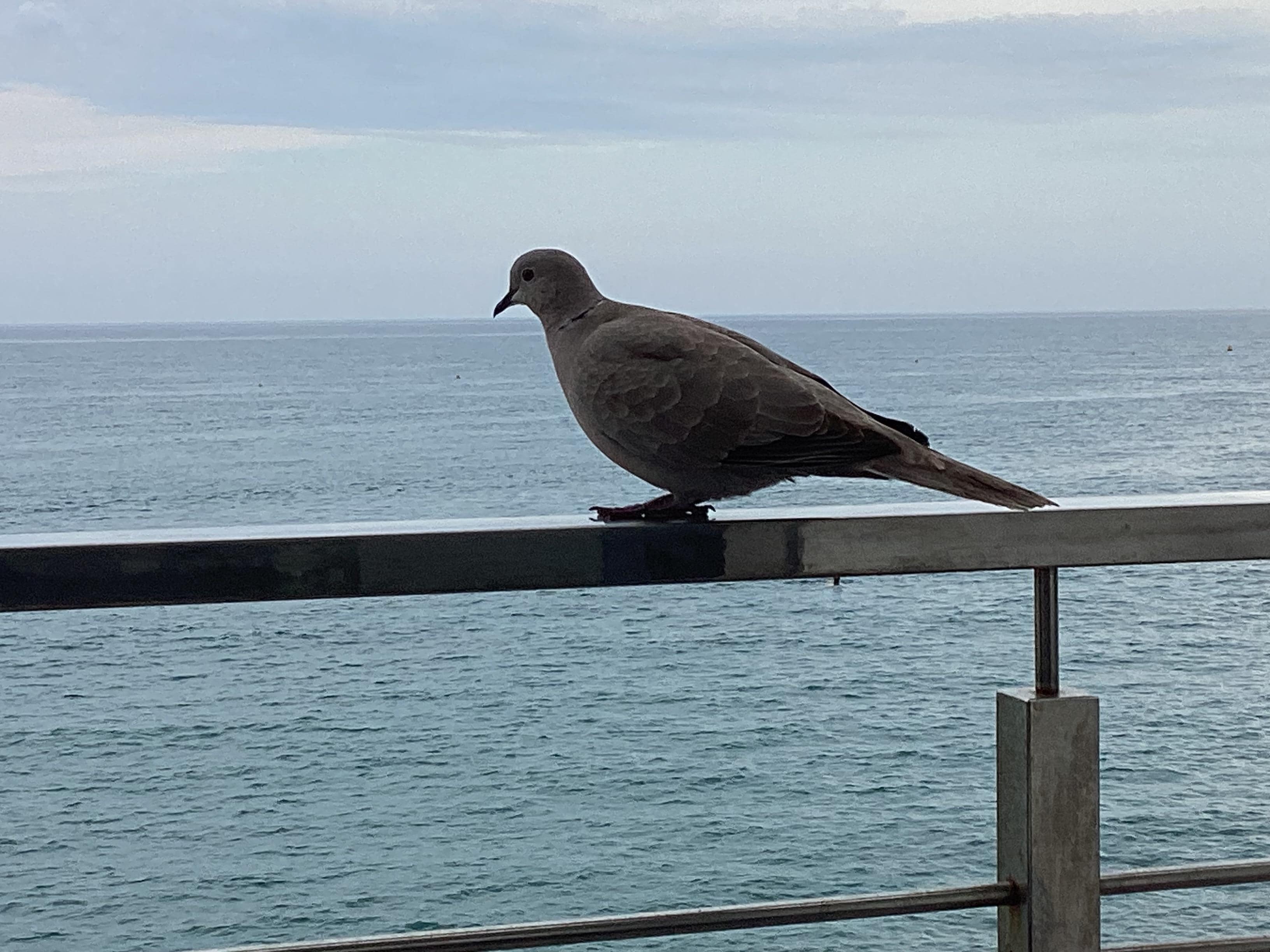 A little visitor