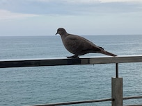 A little visitor