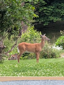 Greeted by a deer on our way in
