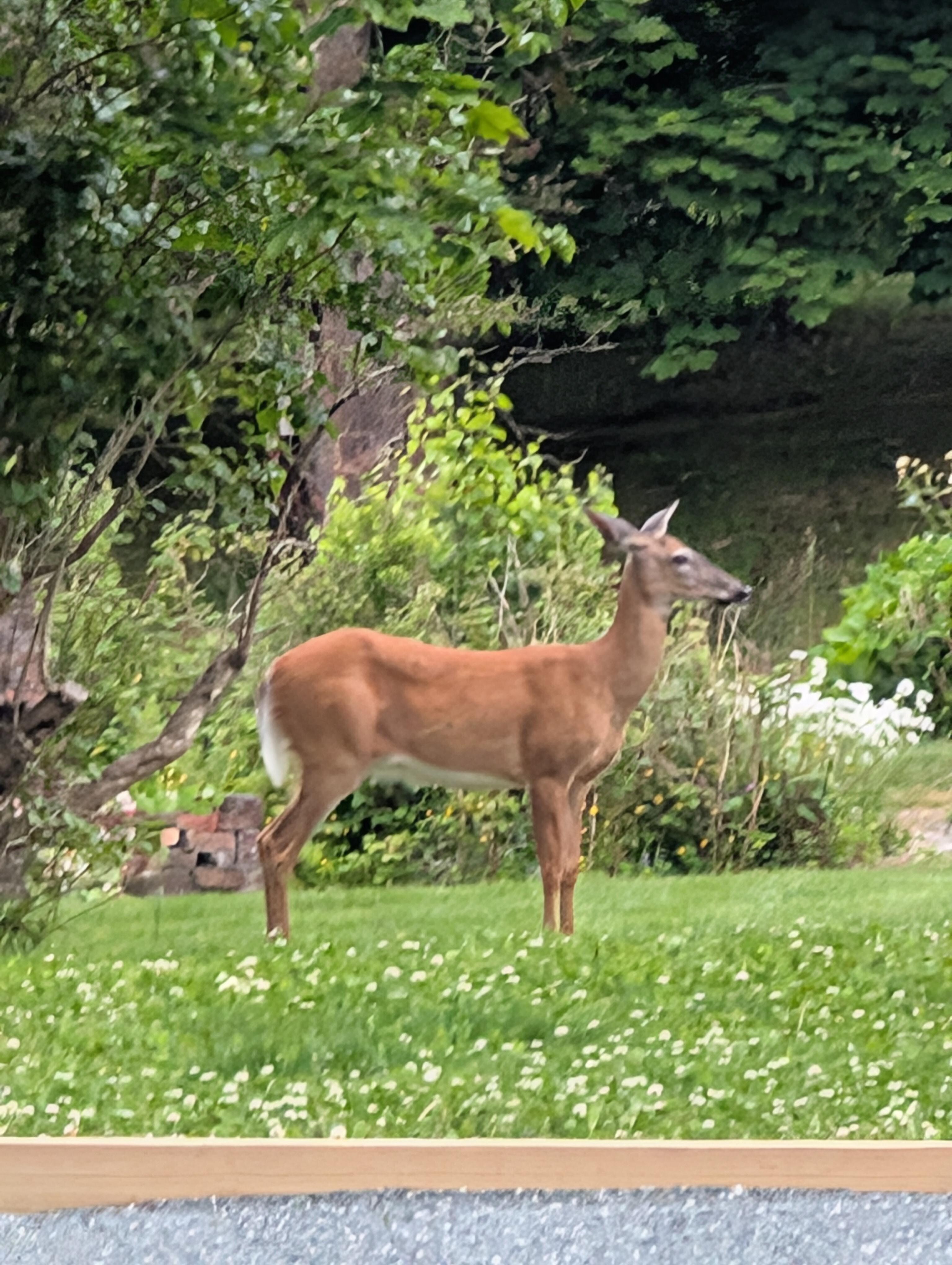 Greeted by a deer on our way in