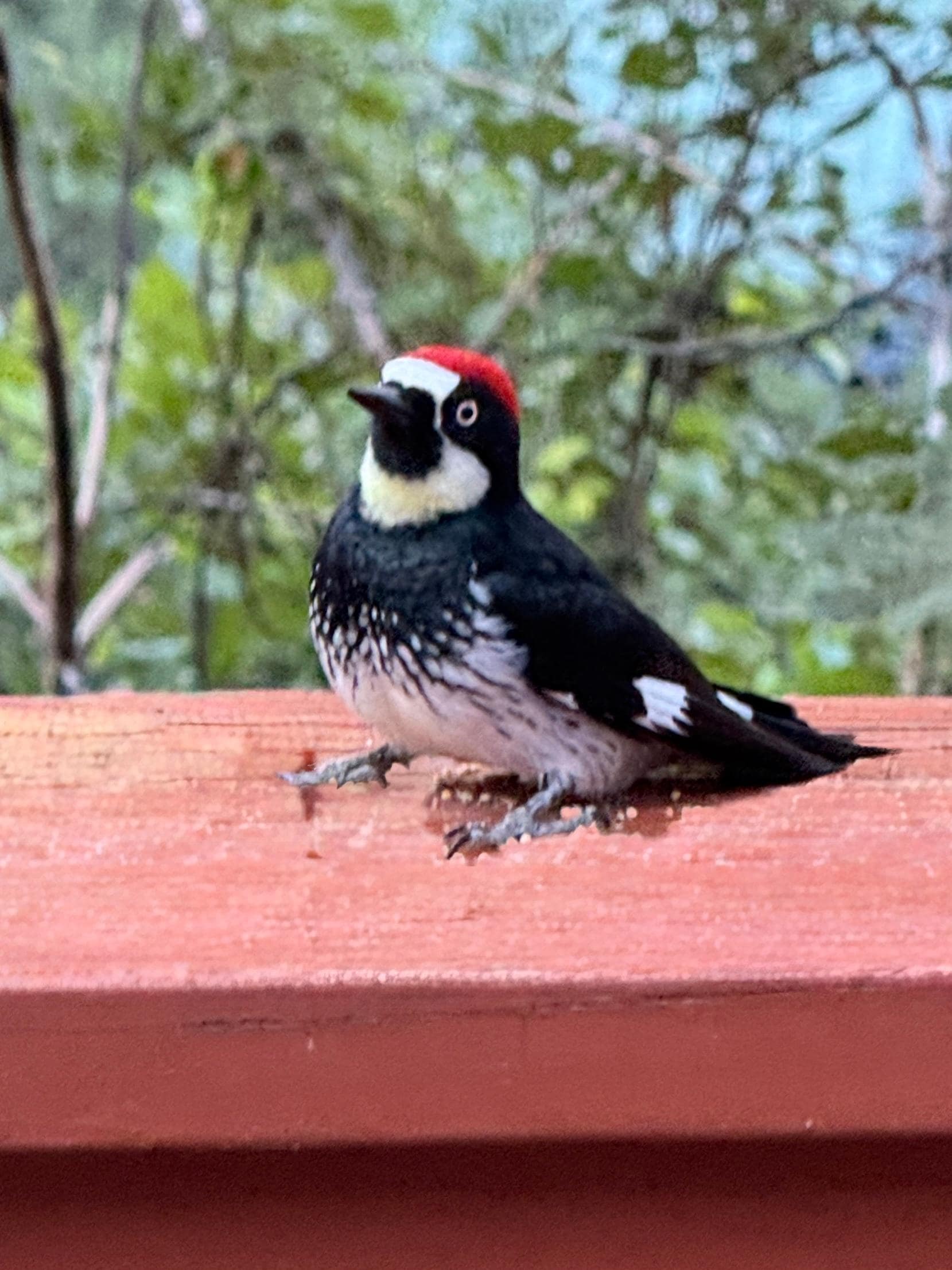Acorn Woodpeckers (pictured), Steller's Jays, Mexican Jays, Dark-eyed Juncos, and White-Breasted Nuthatchs were abundant