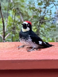Acorn Woodpeckers (pictured), Steller's Jays, Mexican Jays, Dark-eyed Juncos, and White-Breasted Nuthatchs were abundant
