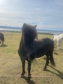 Wild horses right next to the hotel