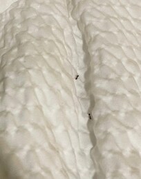 Ants in our bed
