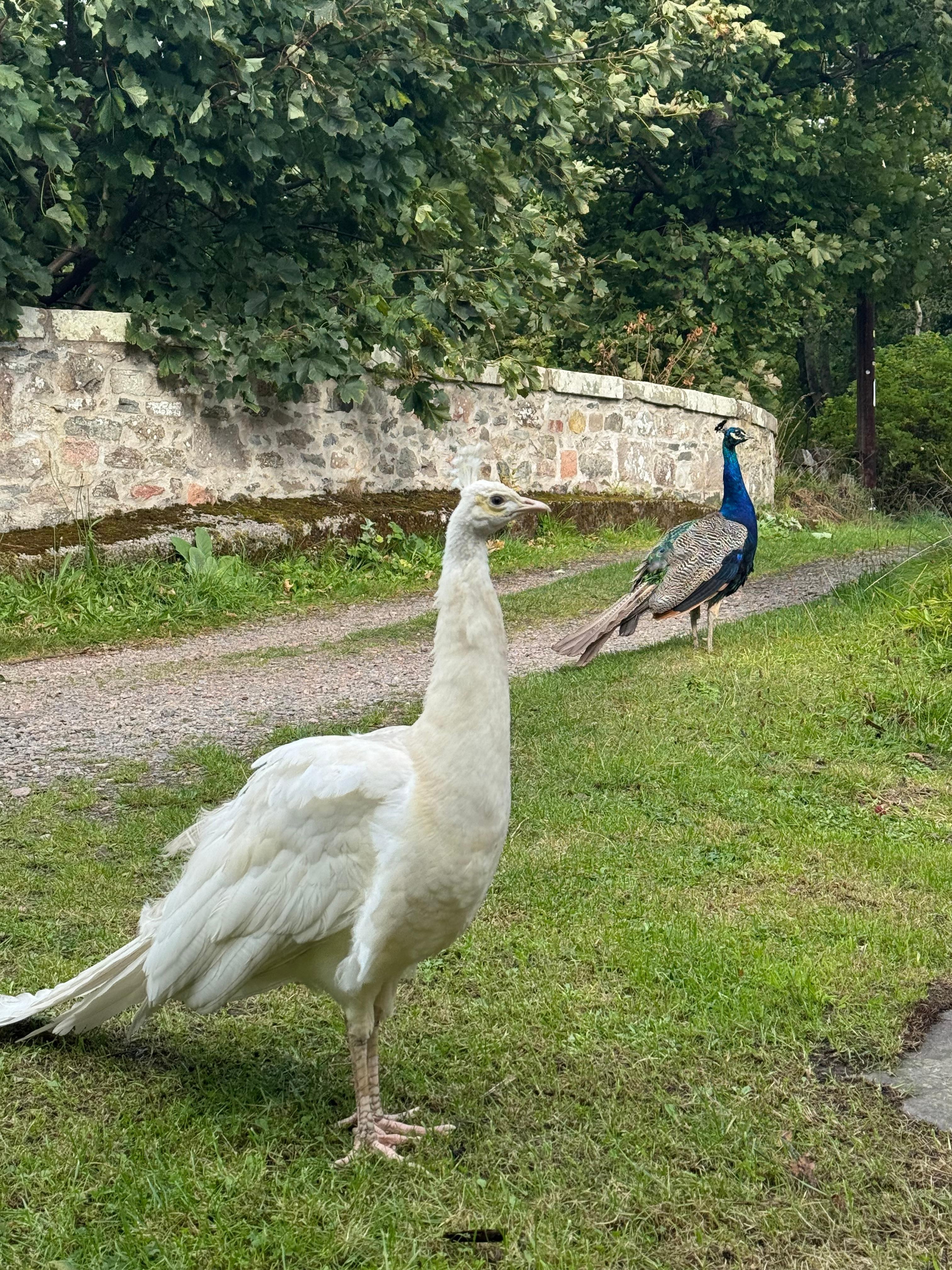 A few of the free roaming peacocks.