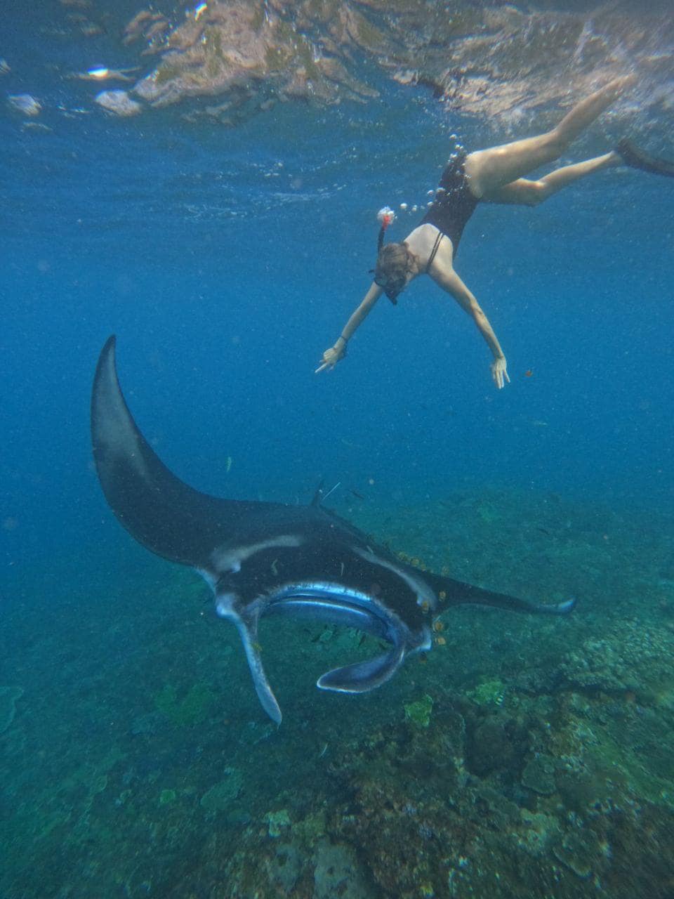 Private Manta Point Snorkelling Trip