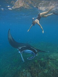 Private Manta Point Snorkelling Trip