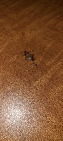 many of the roaches in the table