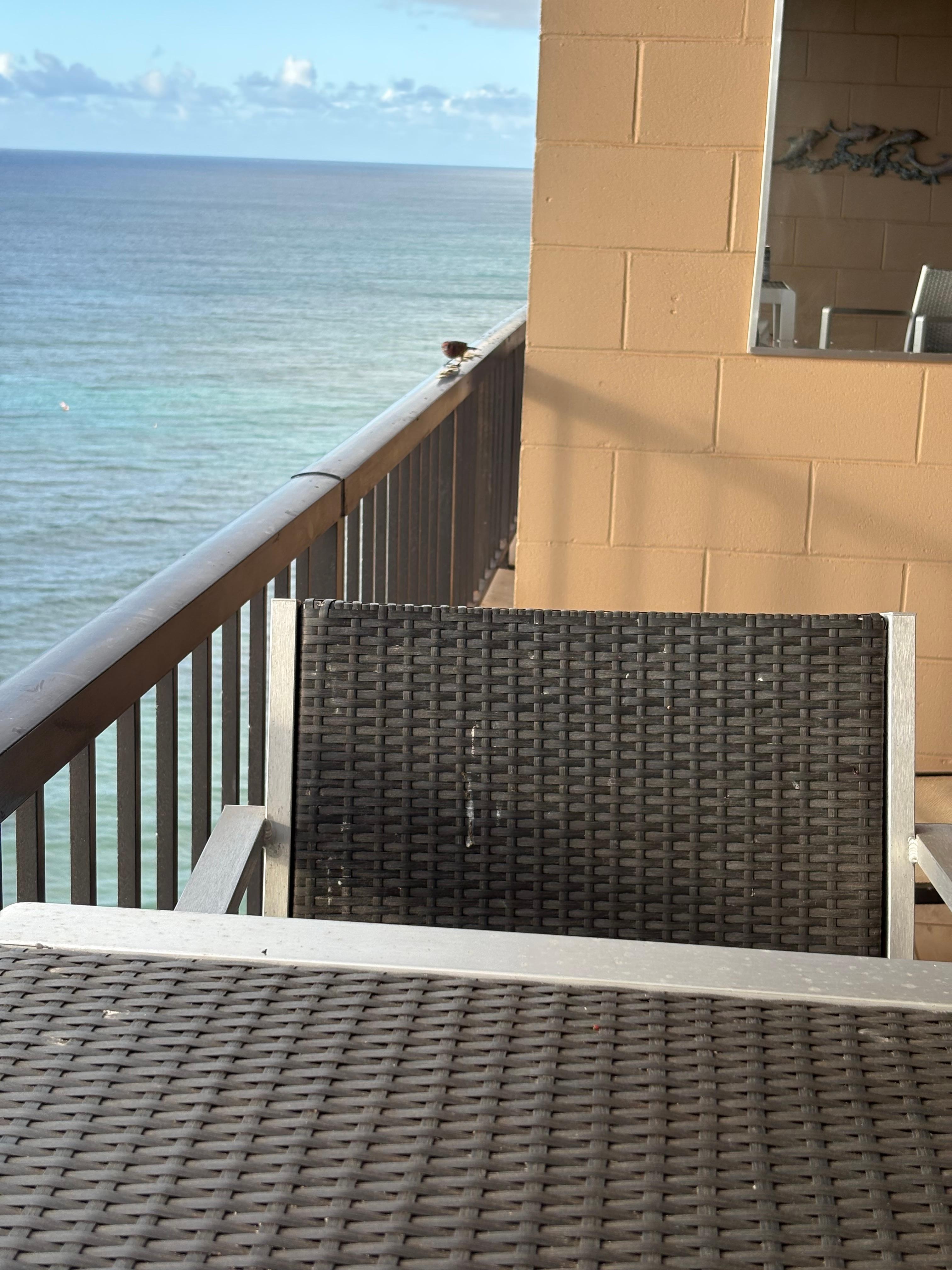 The bird on our Lanai and view of the ocean and Two islands. We saw lots of turtles, seals, and one big fish I believe was a shark.