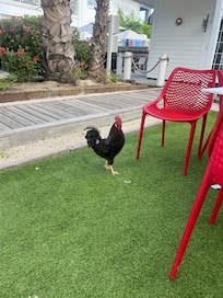 Morning wake up call at Kaibo espresso, which is just a short walk up the road, or beach, whichever you prefer.