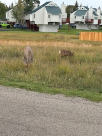 Walking around neighborhood