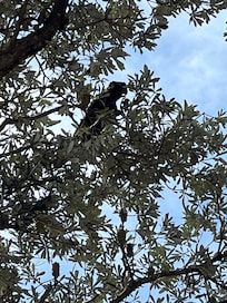 Black cockatoo in tree out the front