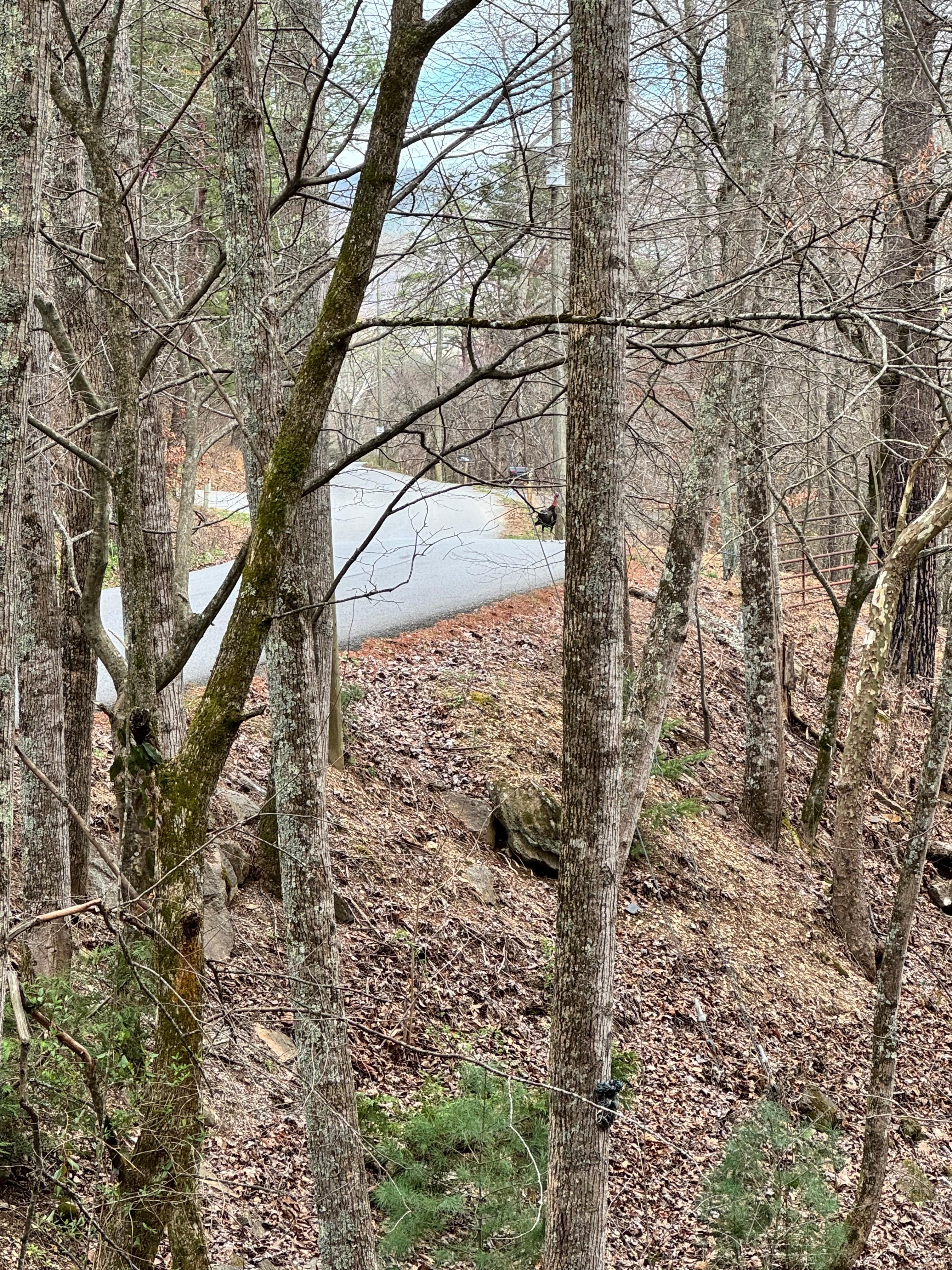 We saw a turkey cross the property!