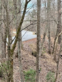 We saw a turkey cross the property!