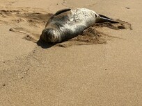Monk Seal