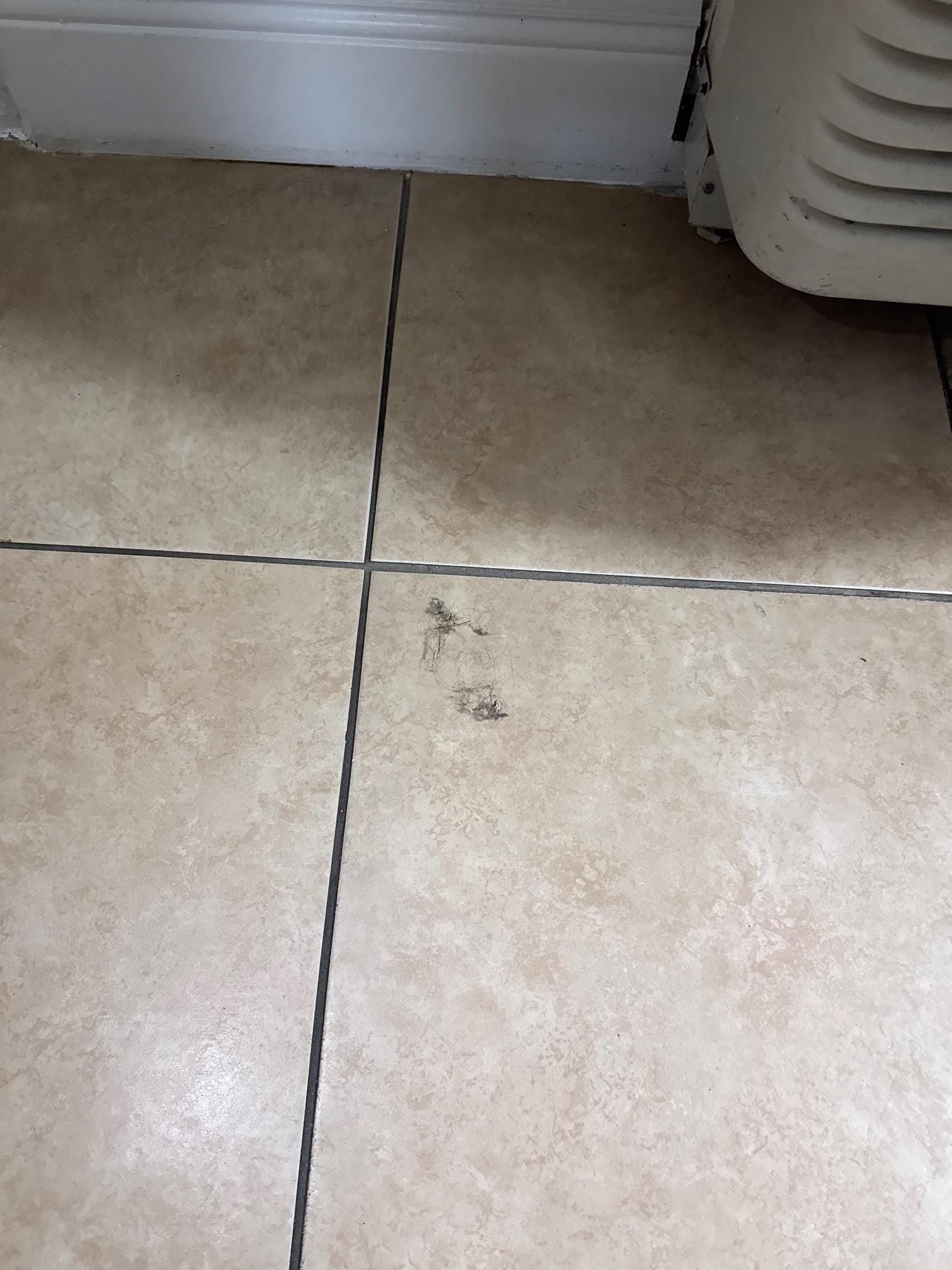 Dusty hairball on Floor