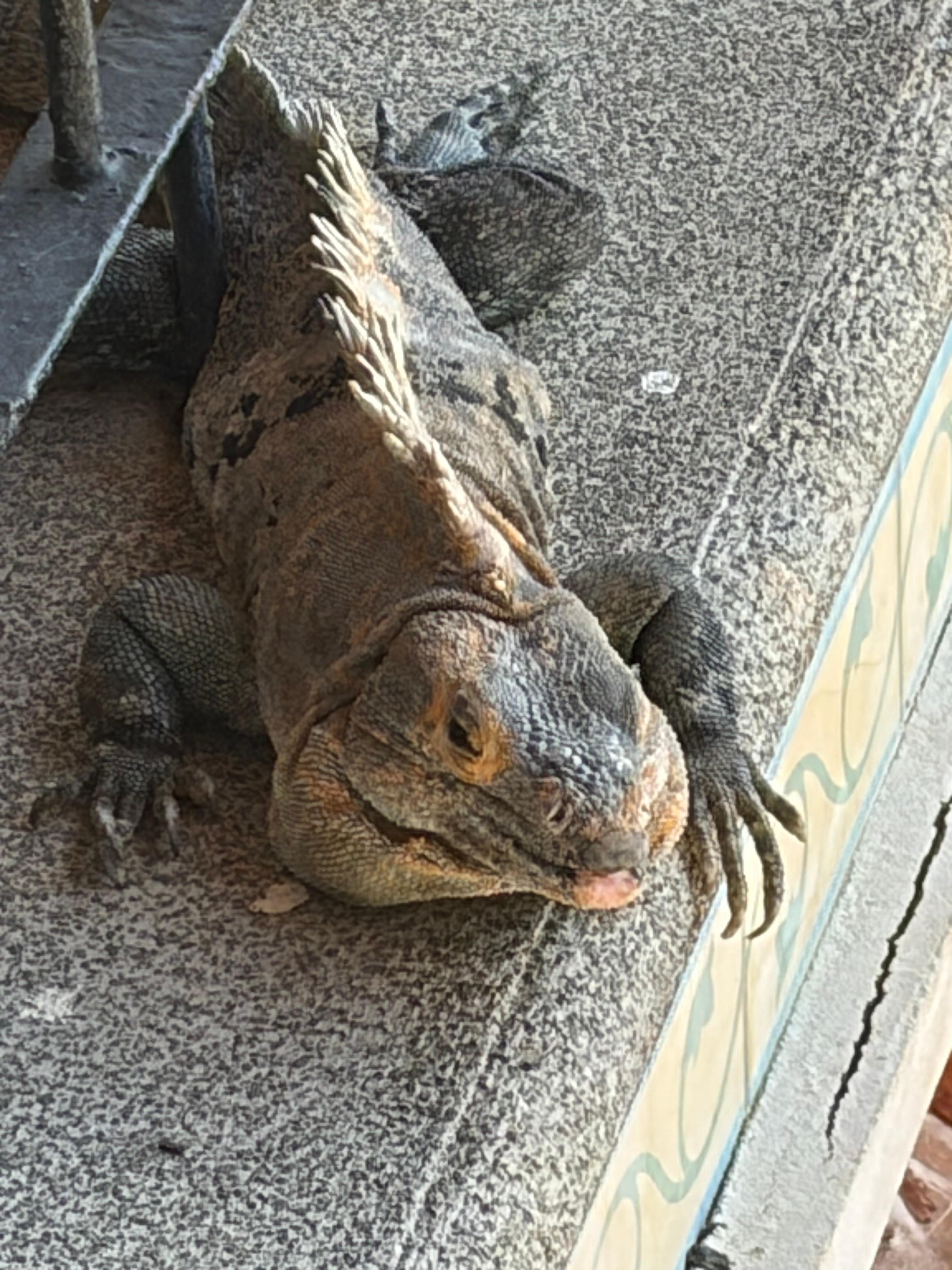 Lizard at the Beach Club. 